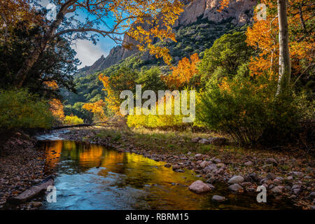 Automne feuillage lumineux reflète dans les eaux de la Cave Creek. Cave Creek Canyon dans les montagnes près de Chiricahua, portail de l'Arizona. Banque D'Images