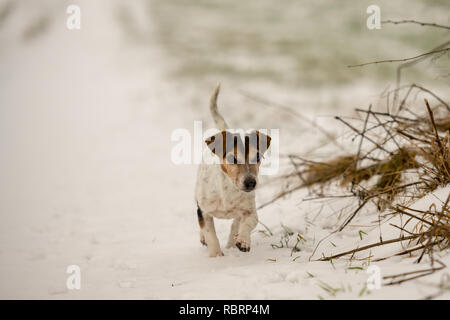 Petit chien court sur une prairie de la neige en hiver paysage - Cute Jack Russell Terrier hound, 12 ans, type de cheveux bon Banque D'Images