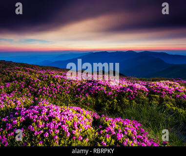 Rose magique rhododendron fleurs sous le ciel bleu foncé. Carpates majestueuse, l'Ukraine, l'Europe. Beauty World. Banque D'Images