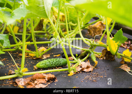 Young fresh cucmber avec plantes et fleurs poussant dans le jardin, selective focus Banque D'Images