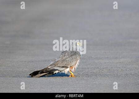 Montagu's harrier (Circus pygargus), homme marcher au milieu de la route rurale Banque D'Images