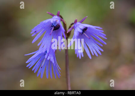 Snowbell alpin / bleu lunaire (Soldanella alpina) en fleur, originaire de l'Alpes et Pyrénées Banque D'Images