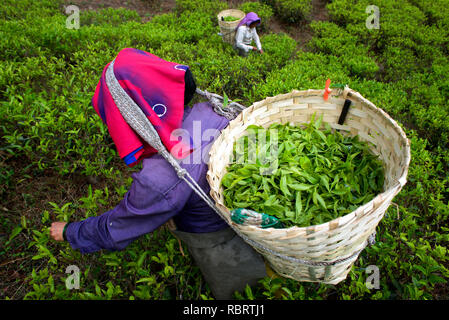 Cueilleurs de thé sont à l'œuvre dans les plantations de thé Makaibari. Banque D'Images