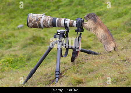 Curieux marmotte alpine (Marmota marmota) derrière le photographe appareil photo Canon avec de gros téléobjectif monté sur trépied Banque D'Images