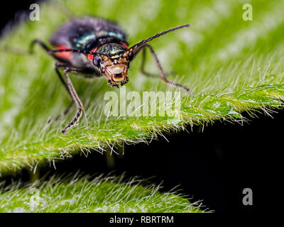 Une politique commune de malachite (Malachius bipustulatus) beetle face. Un membre de la famille (Soft-Winged Malachiidae de fleurs). Enregistré à Blashford Lak Banque D'Images