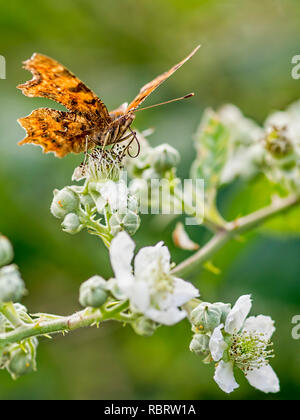 Une virgule (Polygonia c-album) butterfly prise à Blashford Lakes nature reserve dans le Hampshire. Banque D'Images