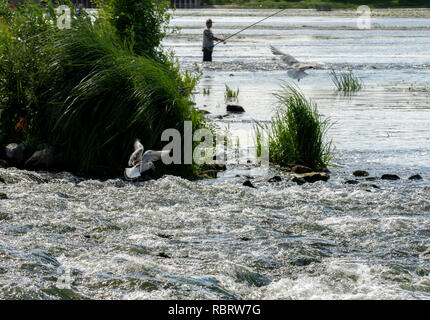 Les mouettes et un pêcheur attraper du poisson, la nature Banque D'Images
