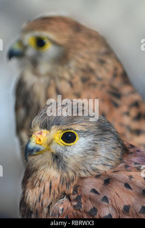 Paire de faucon crécerelle ou Falco tinnunculus, point sur le premier plan, des oiseaux vue en gros contre blured background Banque D'Images