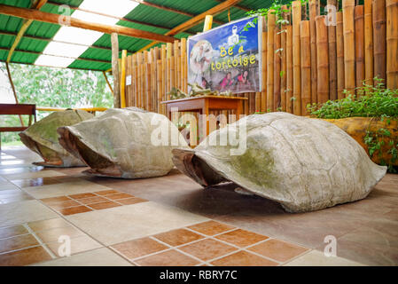 GALAPAGOS, Equateur, 11 novembre- 2018 : vue extérieure de Galapagos giant turtle shell, située à l'intérieur d'un bâtiment pour touristes prendre une photo et pretent à être une tortue géante à Îles Galápagos Banque D'Images