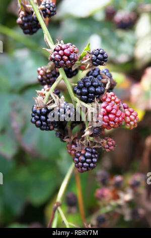 Close up d'un groupe de rouge et bleu foncé juteux de maturation des mûres sur la vigne en été Banque D'Images