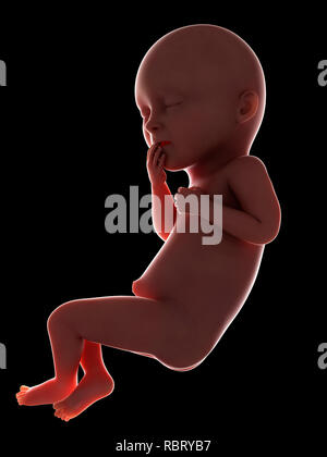 Illustration d'un foetus à la semaine 36. Banque D'Images