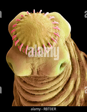 Cysticercus ténia. L'analyse des électrons Microphotographie (SEM) de la tête de la vessie ou ver cysticercus étape du ténia du porc (Taenia solium), un Banque D'Images