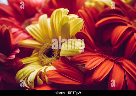 Gerber. Gerber daisy rose et jaune, la macro photographie. Banque D'Images
