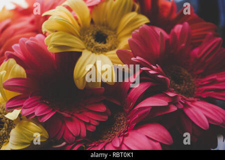 Gerber. Gerber daisy rose et jaune, la macro photographie. Banque D'Images