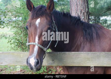 Friendly cheval brun à la recherche au-dessus de la barrière Banque D'Images