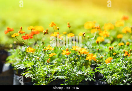 Marigold plantation dans le jardin / jaune fleur de souci officinal calendula ou fleurs en pot sur bright day Banque D'Images