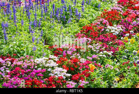 Jardin coloré Multi couleur Flore fleurs / paysage en arrière-plan et de plantes en fleurs fleurs de jardin avec fleurs et Dianthus fleurs Salvia Bleu b Banque D'Images