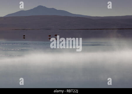 Le soleil se couche sur le lac et un petit groupe de flamants sont entourés de brume que l'air des sources chaudes qu'ils aiment se mélange à l'air du désert froid. Banque D'Images