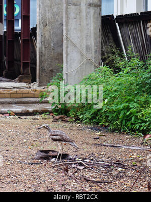 Bush-pierre (Burhinus grallarius courlis) debout sur ses deux oeufs pondus dans un bâtiment abandonné site, centre de Cairns, Queensland, Australie. Pas de PR Banque D'Images