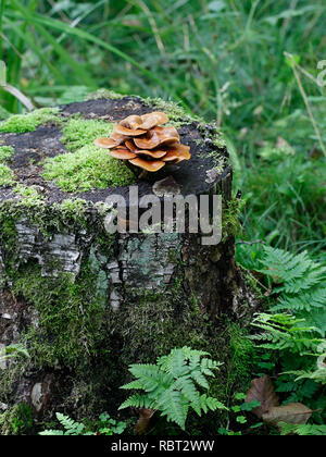 Kuehneromyces mutabilis (synonyme : Pholiota Mutabilis), communément appelé le woodtuft, une gaine de champignons sauvages comestibles provenant de la Finlande Banque D'Images