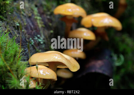 Kuehneromyces mutabilis (synonyme : Pholiota Mutabilis), communément appelé le woodtuft, une gaine de champignons sauvages comestibles provenant de la Finlande Banque D'Images