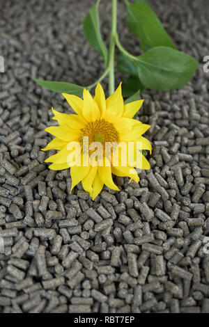 - L'énergie renouvelable et de granules de Tournesol Le tournesol Banque D'Images