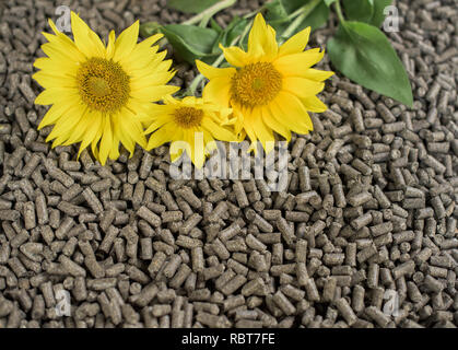Granulés de tournesol et trois d'entre eux fait Banque D'Images
