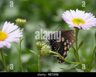 Joli papillon noir sur Daisy dans le Butterfly Pavilion at Natural History Museum de Los Angeles, CA Banque D'Images