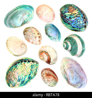 La nacre seashell collection sur fond blanc. Banque D'Images