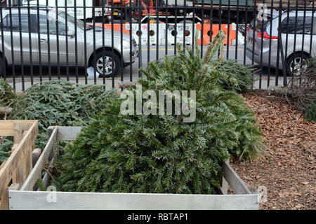 Arbre de Noël dans le bac de recyclage du bois Banque D'Images