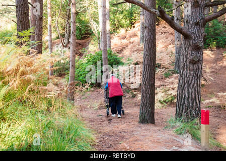 Vue arrière seul Mobilité de personne de sexe féminin avec walker au cours de sa promenade dans la forêt, parc. Selective focus, copy space Banque D'Images