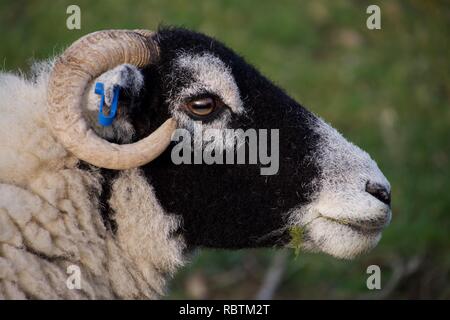 Gros plan de la tête d'un mouton face noir avec des cornes, de mâcher de l'herbe avec un peu d'herbe ou de la mousse de sa bouche Banque D'Images