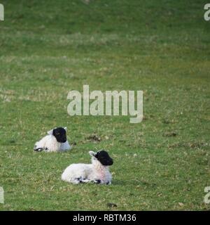 Deux petits agneaux face noire dans un champ. Bébé mouton au printemps, assis ensemble à l'extérieur. Banque D'Images