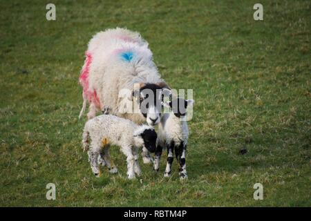 Une grande femelle mouton (ewe) peint avec des points rouge et bleu, la protection de ses deux petits agneaux face noire, dans un champ d'herbe verte Banque D'Images