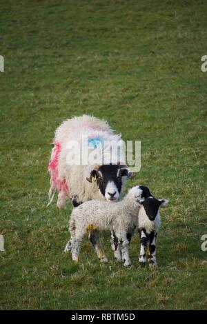 Une grande femelle mouton (ewe) peint avec des points rouge et bleu, la protection de ses deux petits agneaux face noire, dans un champ d'herbe verte Banque D'Images