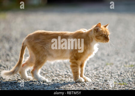 Portrait De Profil De L Orange Grand Chat Adulte Avec Des Yeux Jaunes A L Exterieur Debout Sur Des Petits Cailloux A Droite Vers Camera Sur L Floue Photo Stock Alamy