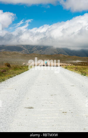 Troupeaux de moutons à Mid-Canterbury, île du Sud, Nouvelle-Zélande. Banque D'Images