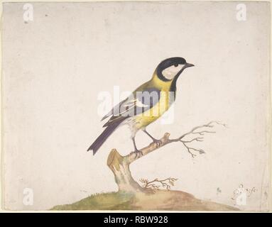 372768 UNE GRANDE Mésange bicolore (Parus major) Perché sur une branche Banque D'Images