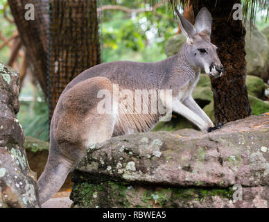 Red-necked wallaby wallaby de Bennett ou Macropus rufogriseus dans NSW Australie Banque D'Images