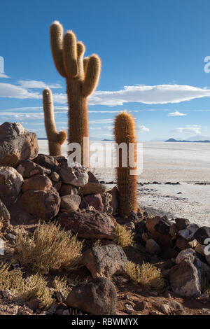 Dans le Salar de Uyuni une île de roches et de récifs connus sous le nom de l'Île du poisson ou Isla Incahuasi est couvert de cactus (cactus Trichoreus géant). Banque D'Images
