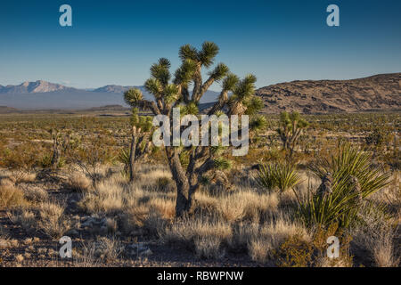 Désert de Mojave, près de projecteur, Nevada, au large de la zone de marche Ranch Road Banque D'Images