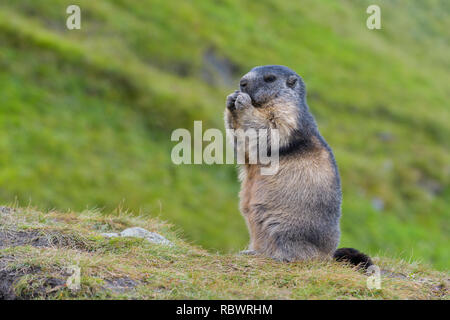 Marmotte alpine, Marmota marmota, parc national du Hohe Tauern, l'Autriche Banque D'Images