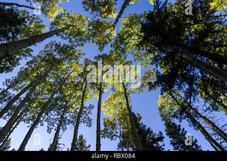 Abineau-Bear Jaw en boucle dans le désert pics Kachina San Francisco Peaks, en début de saison, la couleur de l'automne 2017. Le 24 septembre 2017, la couleur de l'automne progresse bien dans la haute altitude de la mâchoire de l'ours, l'arrivée d'eau, et Abineau sentiers. Cette boucle est à environ 7 miles de long, avec une différence d'altitude de 1 800 pieds. La boucle est grand point est en haut de Abineau Canyon, à la base de Humphreys Peak. La boucle est l'une des premiere couleur automne randonnées sur Coconino National Forest. Banque D'Images