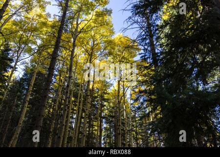 Abineau-Bear Jaw en boucle dans le désert pics Kachina San Francisco Peaks, en début de saison, la couleur de l'automne 2017. Le 24 septembre 2017, la couleur de l'automne progresse bien dans la haute altitude de la mâchoire de l'ours, l'arrivée d'eau, et Abineau sentiers. Cette boucle est à environ 7 miles de long, avec une différence d'altitude de 1 800 pieds. La boucle est grand point est en haut de Abineau Canyon, à la base de Humphreys Peak. La boucle est l'une des premiere couleur automne randonnées sur Coconino National Forest. Banque D'Images