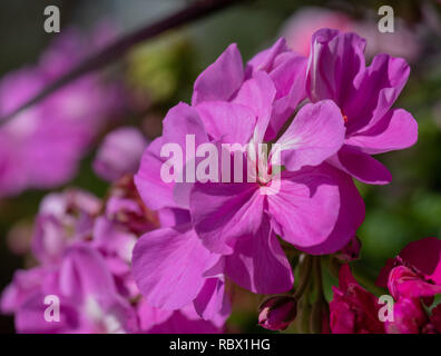 Extérieur couleur macro floral d'une grappe de fleurs phlox rouge naturel avec arrière-plan flou pris sur un jour d'été ensoleillé Banque D'Images
