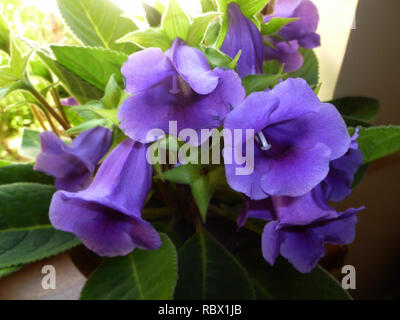 Fleurs de mauve, violet gloxinia gloxinia. Fleur décorative Gloxinia. Banque D'Images