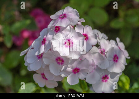 Extérieur couleur macro floral d'une grappe de fleurs phlox rouge blanc naturel avec arrière-plan flou pris sur un jour d'été ensoleillé Banque D'Images