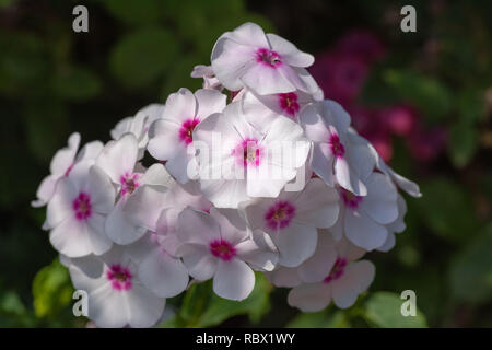 Extérieur couleur macro floral d'une grappe de fleurs phlox rouge blanc naturel avec arrière-plan flou pris sur un jour d'été ensoleillé Banque D'Images