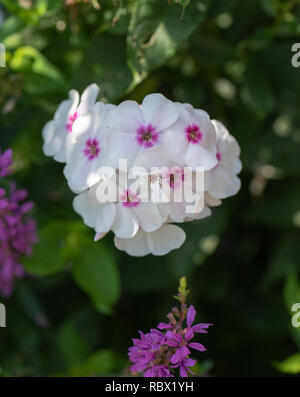 Extérieur couleur macro floral d'une grappe de fleurs phlox rouge blanc naturel avec arrière-plan flou pris sur un jour d'été ensoleillé Banque D'Images