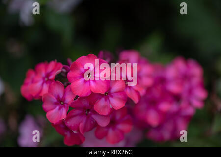 Extérieur couleur macro floral d'une grappe de fleurs phlox rouge naturel avec arrière-plan flou pris sur un jour d'été ensoleillé Banque D'Images